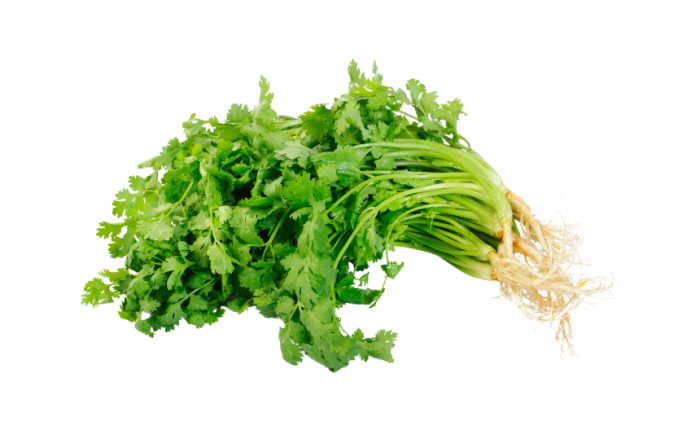 Coriander