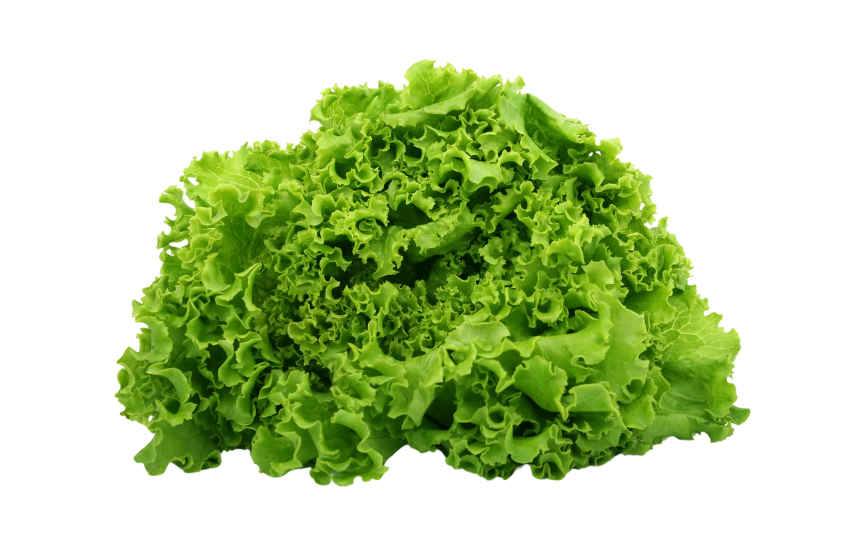 Lettuce