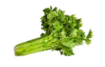 Celery