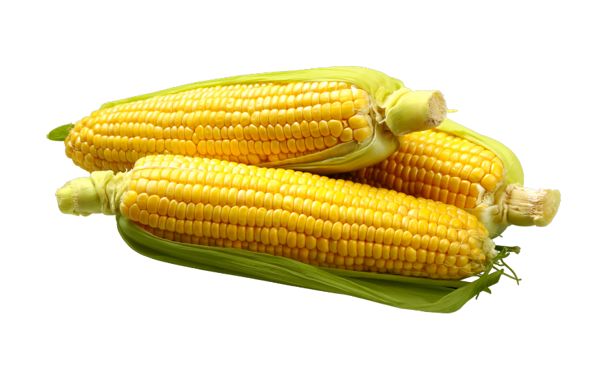 Corn